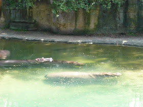 Kilimanjaro Safaris Animal Kingdom Orlando Floride