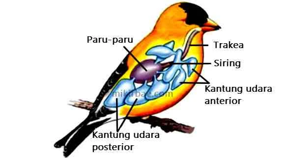 Pernapasan Burung