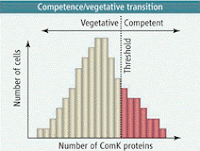 Illustration of expression curve and competence threshold. Adapted by P. HUEY/SCIENCE