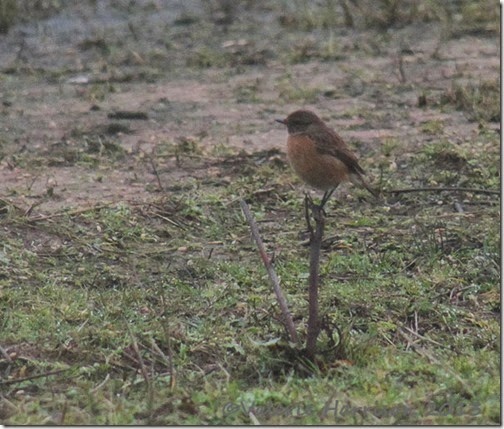 8-stonechat