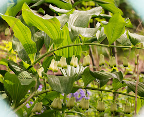 Garden Solomon's Seal, Polygonatum multiflorum x odoratum = P. x hybridum.  On the railway embankment, 18 May 2013.