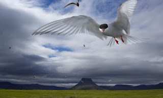 Westfjords - Iceland