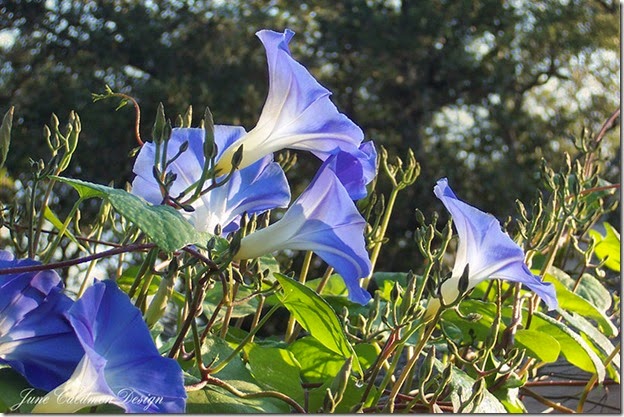 Morning_Glories