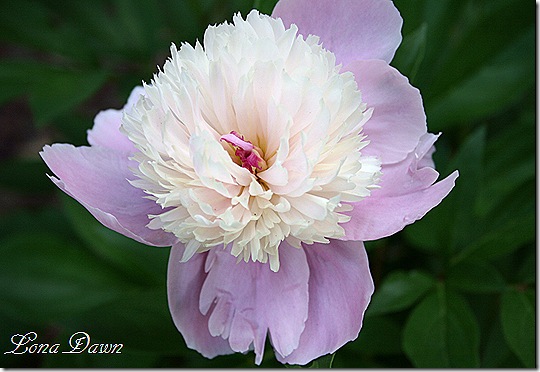 Sorbet_peony2_2009