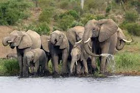 5 fakta unik mengenai gajah