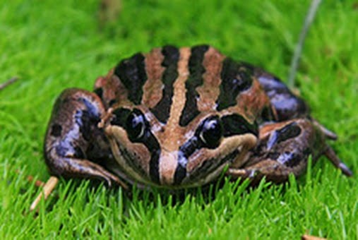 Amazing Pictures of Animals, Photo, Nature, Incredibel, Funny, Zoo, striped marsh frog or brown-striped frog, Limnodynastes peronii, Alex (8)