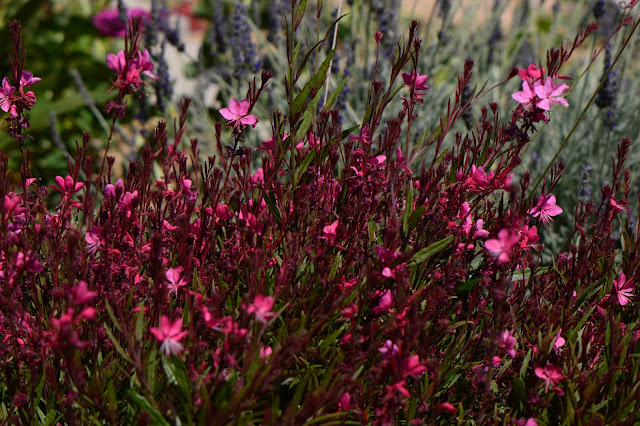 gaura, oenothera lindheimeri, amy myers, small sunny garden, desert garden,