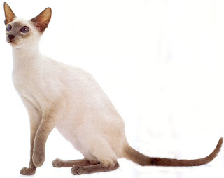 siamase cat pets breed information kitten animal domestic