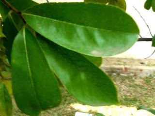soursop leaf