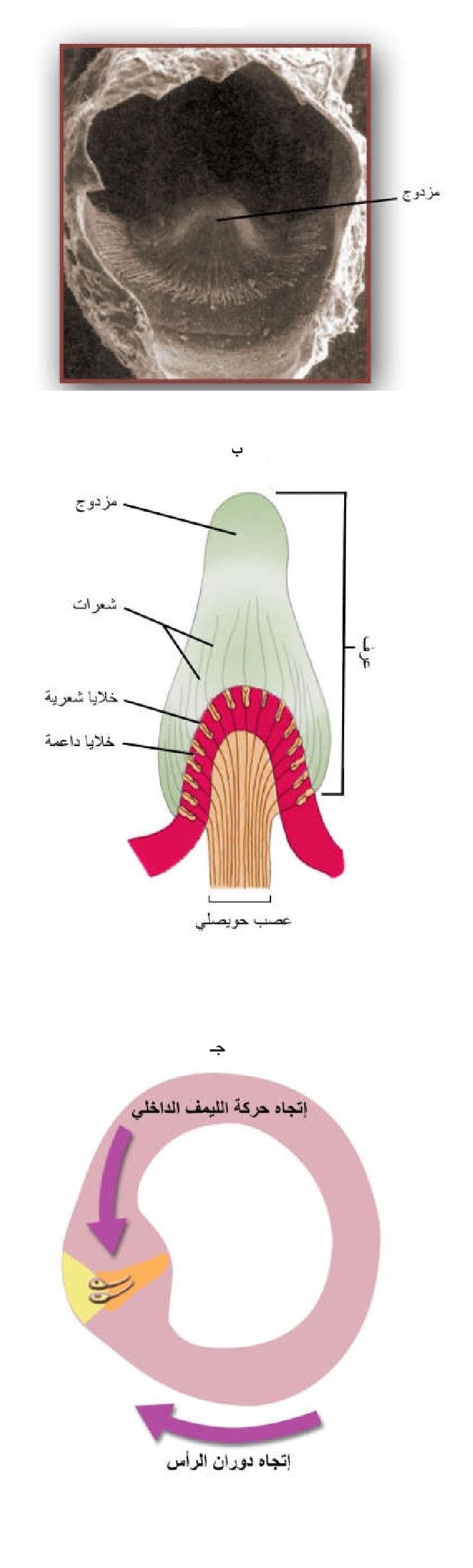 الشكل 12-8: أ) صورة بالمجهر الإلكتروني الماسح للعرف (مكبرة 180 مرة)؛ ب) رسم تخطيطي يبين تركيب العرف؛ ج) اتجاه حركة الرأس وأثر ذلك على حركة الليمف الداخلي وعلى حركة العرف داخل الحويصلة.