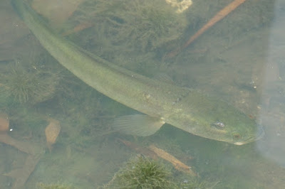 Common Snakehead (Channa striata) 