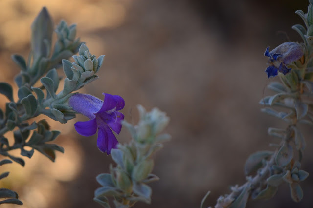 garden bloggers bloom day, small sunny garden, desert garden, amy myers