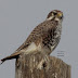 Handsome Prairie Falcon