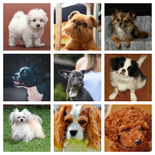 25 Best Small Dog Breeds In India You