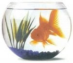 Arthur le poisson rouge
