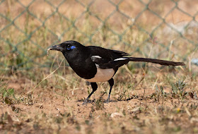 Maghreb Magpie - Oued Souss, Morocco