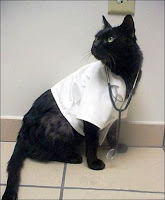 Un chat medecin.