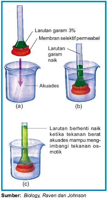  Transport pasif ialah pergerakan senyawa biokimia dan zat atom atau molekul lainnya meli Pintar Pelajaran Transpor Pasif : Difusi Osmosis