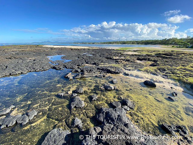 Ocean rock pools in black lava rocks covered in yellow-green algae, lush green vegetation and mountain ranges in the distance under a bright blue sky with fluffy cumulus white clouds over the land mass.