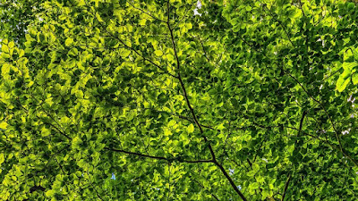 Green aesthetic wallpapers hd