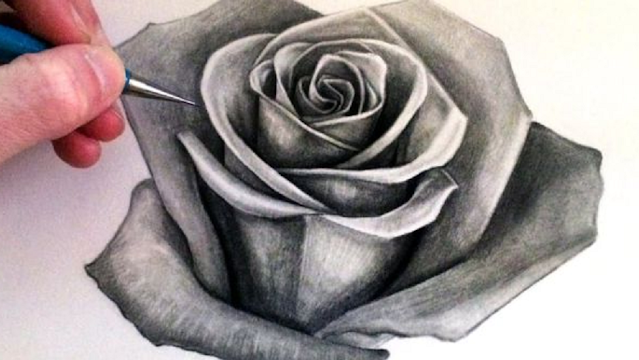 sketsa gambar bunga mawar merah