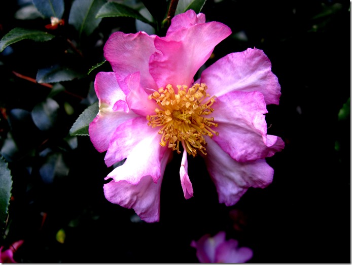 Joyce's Camelia