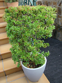 Espino de fuego o piracanta (Pyracantha coccinea M.Roem.).