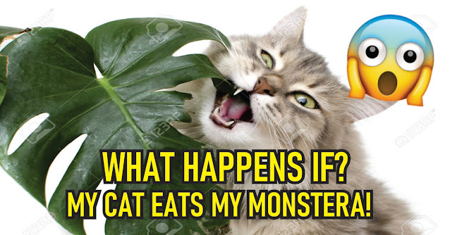 What Happens If My Cat Eats My Monstera? Should I Be Worried?