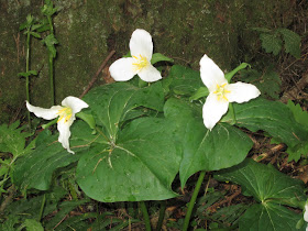 Trillium 