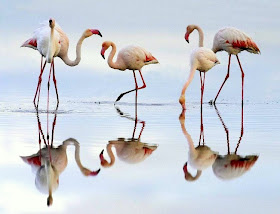 flaminggo