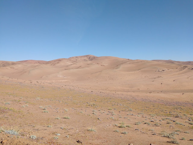 Desierto florido, Región de Atacama, Chile