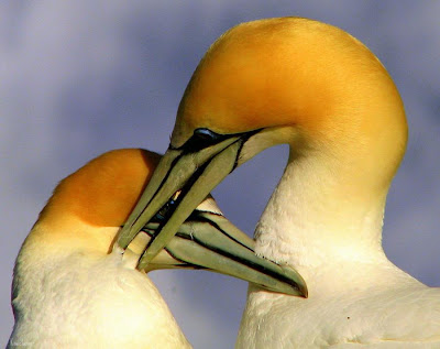 Love in Birds 