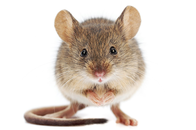 تفسير حلم رؤية الفأر في المنام موسوعة المعرفة الشاملة
