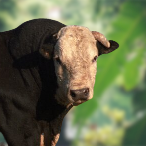 Hays Converter Cattle Advantages and Disadvantages