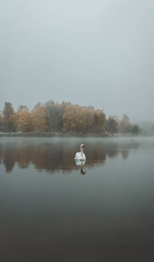 cisne lago silencio paz meditacao quietude solidao
