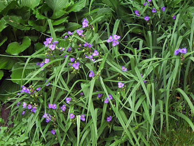 Tiny purple-blue flowers