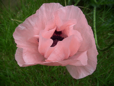 Poppy 'Coral Reef' (Papaver orientale)