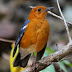 Ciri Ciri Umum Burung Anis Merah Jantan 