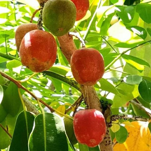 jual bibit red ambarella kedondong merah tanaman buah bisa ecer Sulawesi Tenggara
