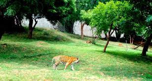 tiger, indira gandhi zoological park, vizag