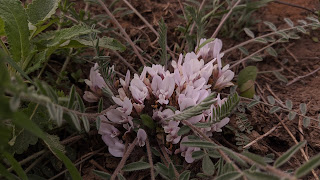 astragal