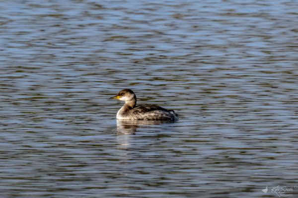 Red-necked grebe