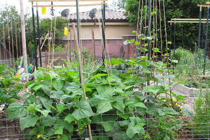 The Pole Beans that Aren't