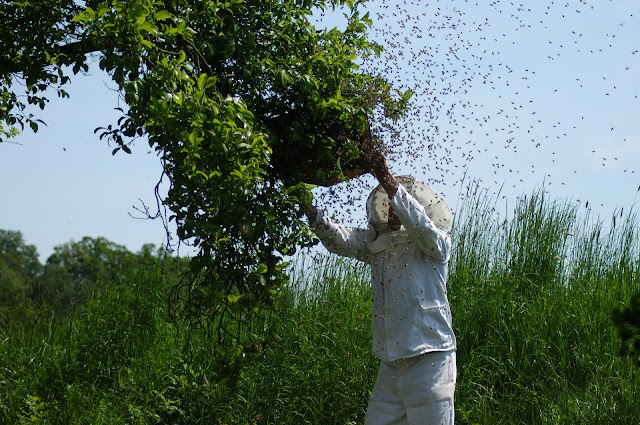 pszczoły-ul-przyroda-natura-miód