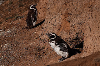 Los Pingüinos de Caleta Valdés preparan su partida