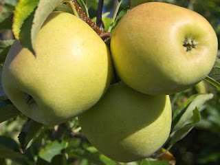 golden apple fruit images
