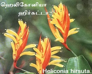 ஹெலிகோனியா ஹிர்சுட்டா - Heliconia hirsuta.