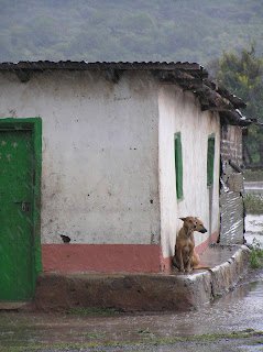 Two headed dog schuilt voor regen (Lake Eyasi, Tanzania)