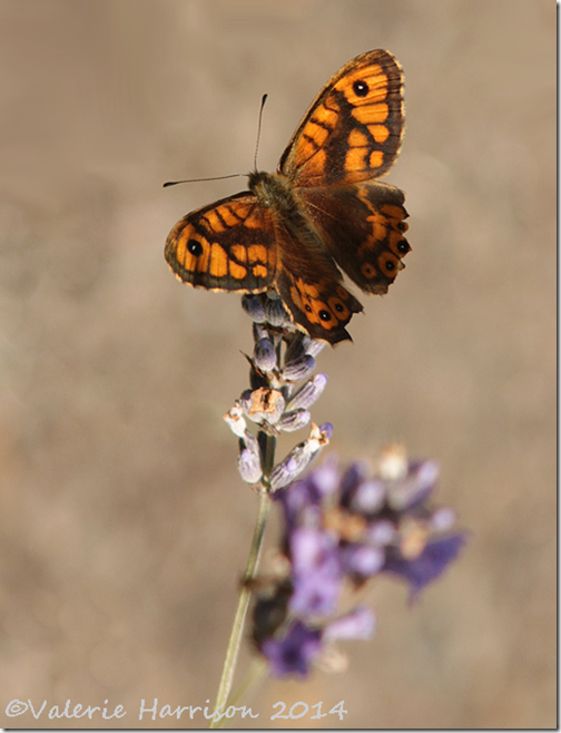 Wall-Brown