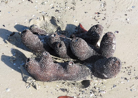 Sea Sponge - Bunche Beach